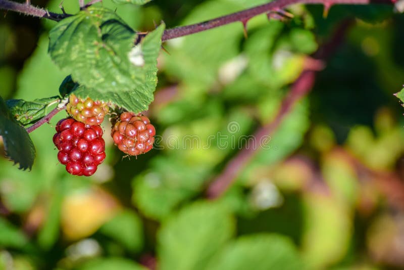Red berries growing wild hanging from a tree royalty free stock photos Red berries growing wild hanging from a tree royalty free stock photos