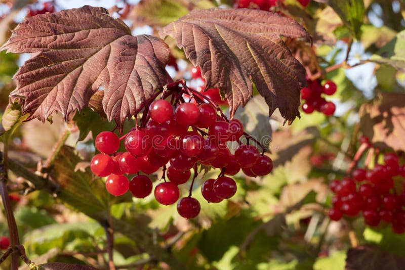 Red Berries of the Guelderrose Stock Image Image of viburnum, edible