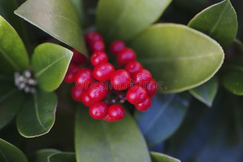 Red Berries on a Laurel stock image. Image of close, leaf 84991795