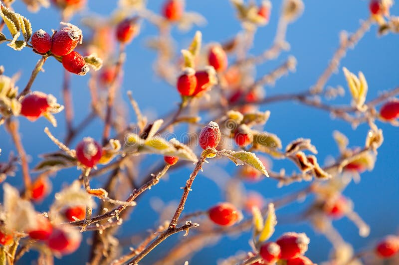 The red berries of a rose-hip in the winter in snow