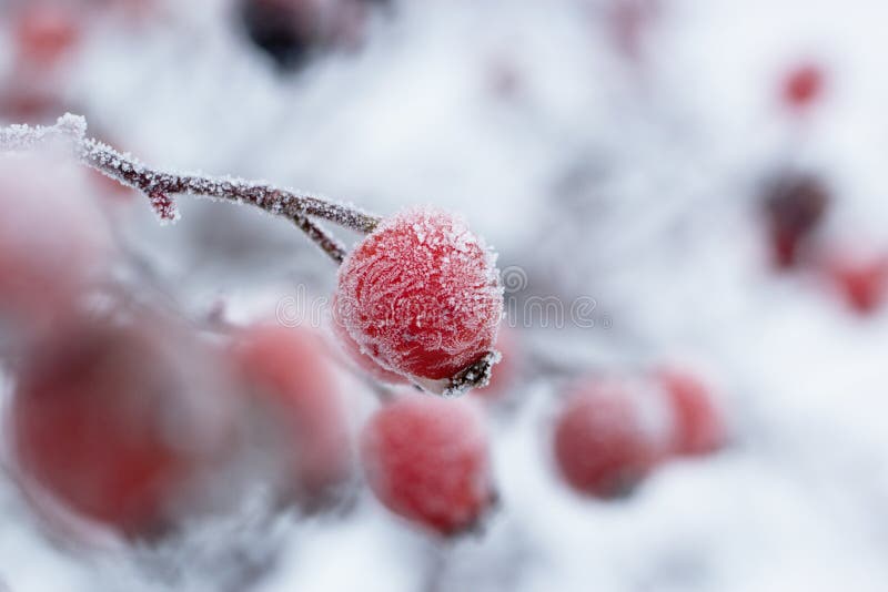 The red berries of a rose-hip in the winter in snow