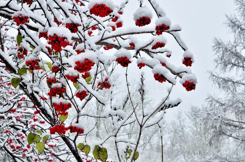 Red berries of rowan and several last green leaves snow covered