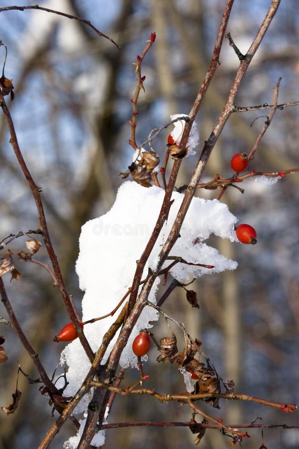 Červené bobule a sneh, zimné scény.