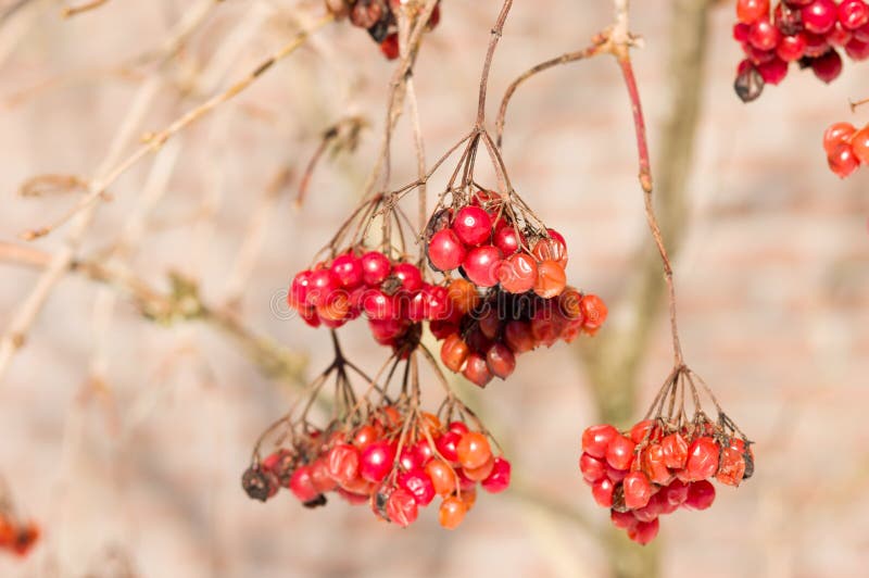 Red berries on a tree stock image. Image of trees, fruit 211016107