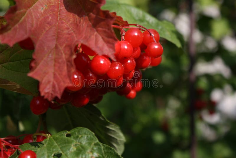 Red berries on a tree stock photo. Image of closeup 100391318