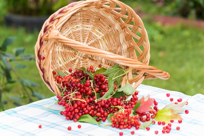 Red berries of a viburnum in basket royalty free stock photo