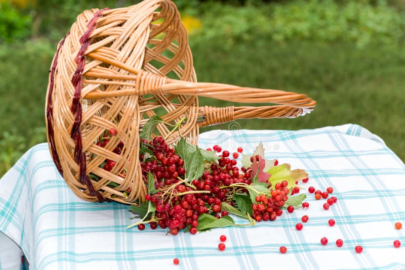 Red berries of a viburnum in basket stock photo
