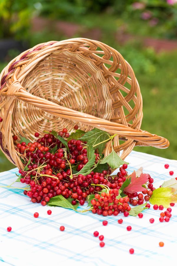 Red berries of a viburnum in basket stock photo