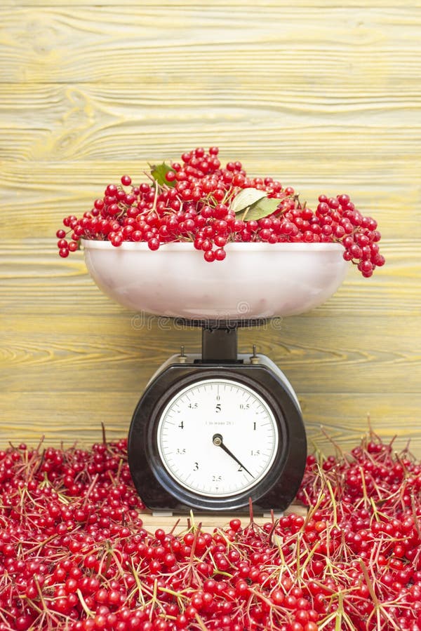 Red berries viburnum on the scales stock photography Red berries viburnum on the scales stock photography