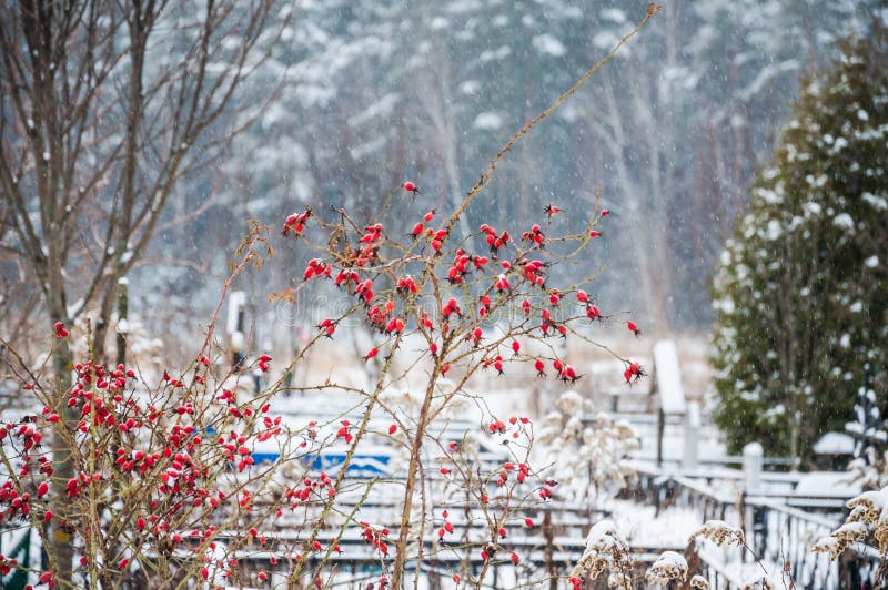 Red Berries on the Wild Rose Bushes in the Cemetery in Winter Stock Image Image of trees
