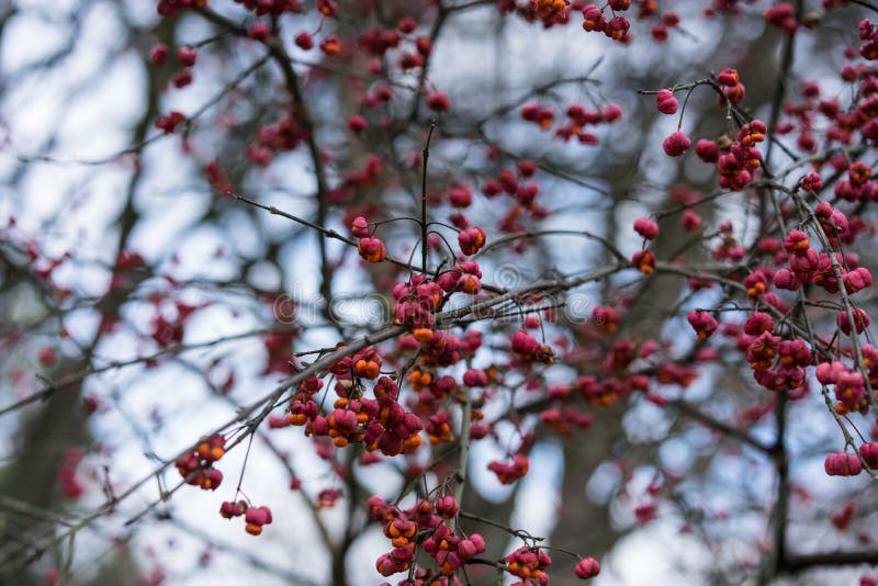 Red Berry Plant Close Up in Winter Stock Image - Image of holiday ...