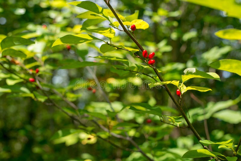 Red Berry Tree with Leafs in Background Stock Photo Image of close