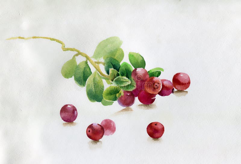 Red berry, watercolor illustration