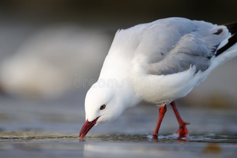 Red-Billed Gull