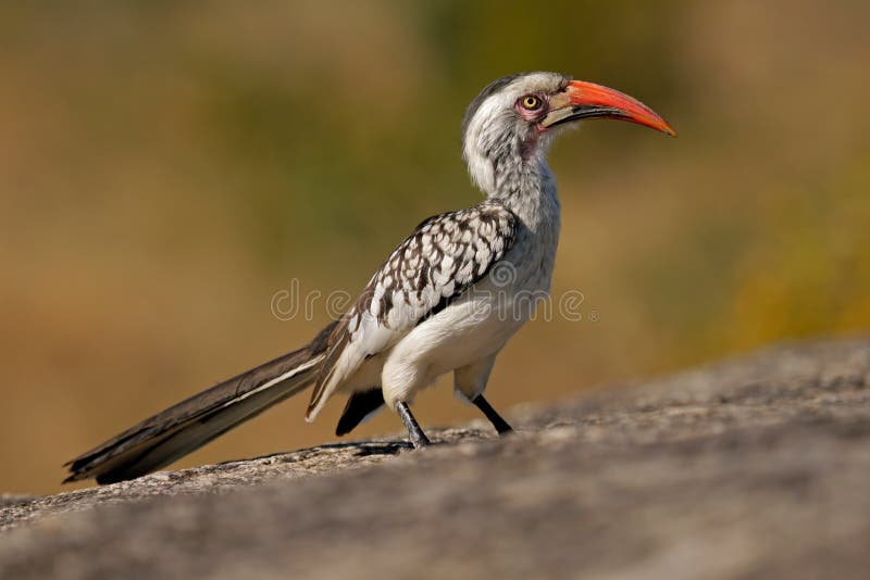 Red-billed hornbill