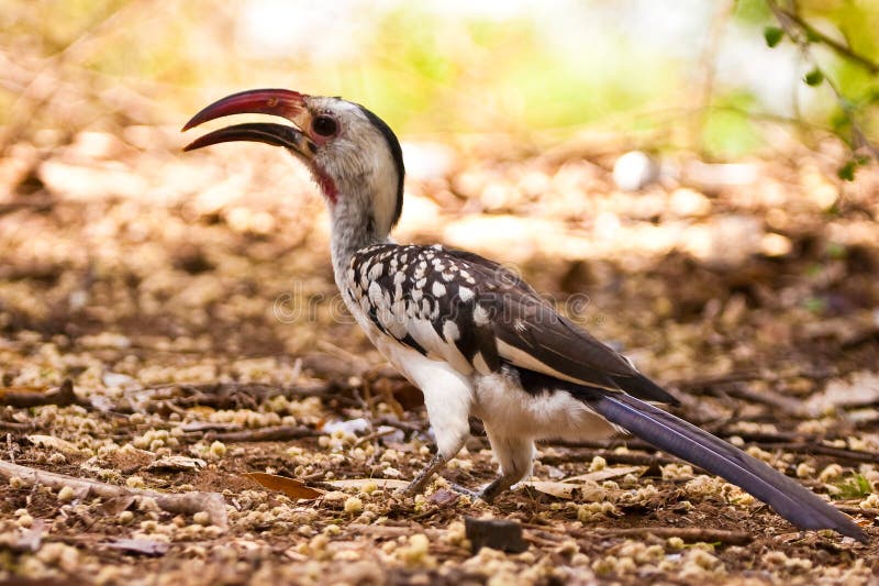 Red-billed Hornbill bird on the ground