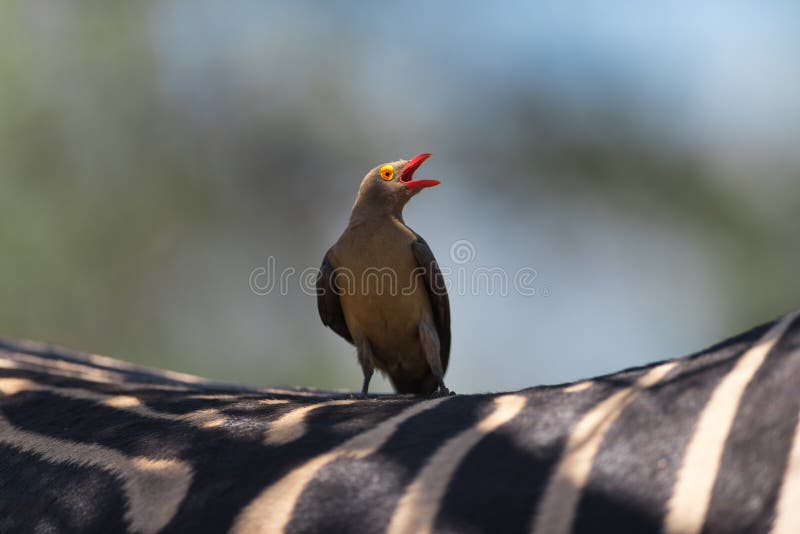 A Red-billed Oxpecker resting on a Zebra`s back, Greater Kruger.