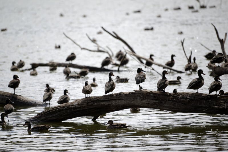 Red-billed teals