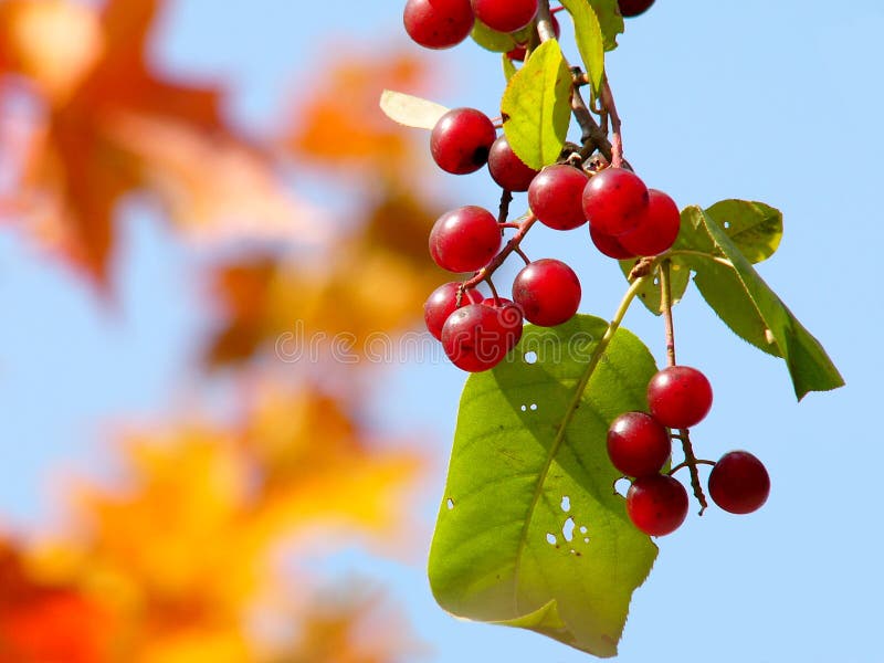 Red Bird Cherry