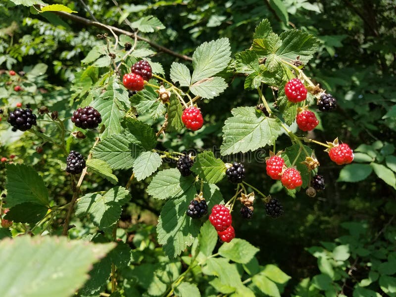 Black And Red Blackberries On Vine With Green Leaves Stock Photo