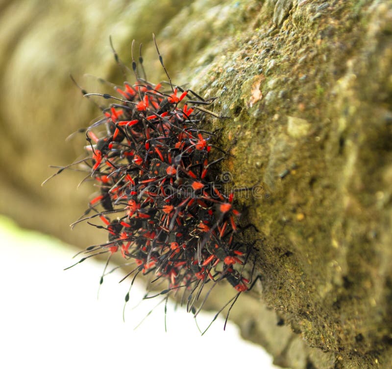 Red Black Bugs Colony Insects Gather Close Together As Defense Mechanism 55821157 