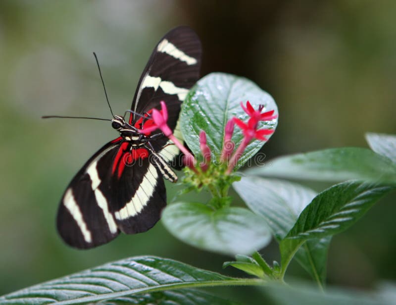 Red Black Butterfly