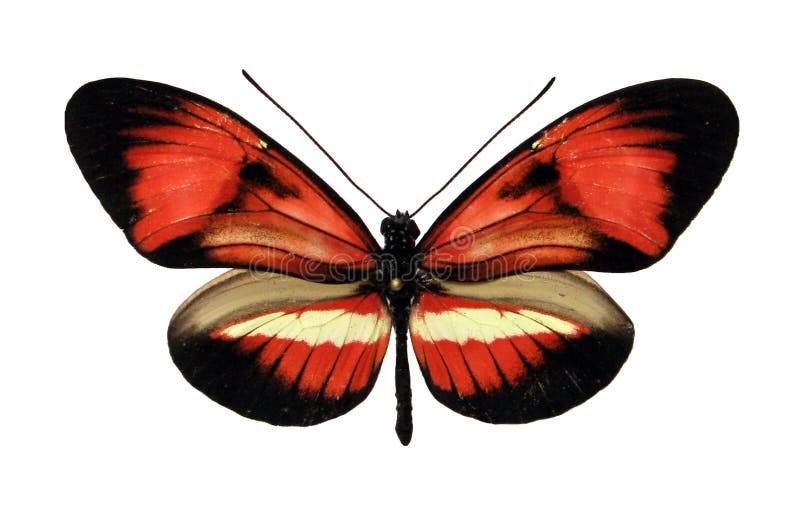 Red black butterfly Heliconius isolated on white. Collection butterfly. Colorfull beautiful butterfly for design, art, print.