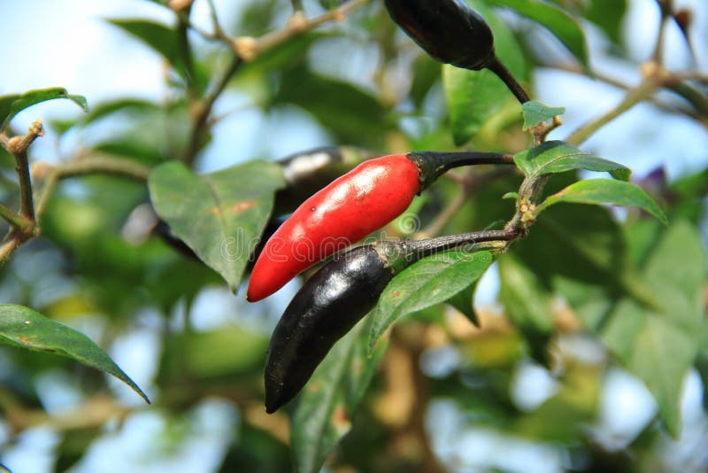 Black Chilli on Green Plant Stock Photo Image of shrub, leaf 190289858