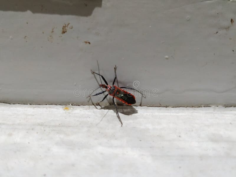 Red and Black Color Bug on a White Background. Red Cotton Stainer, Red ...