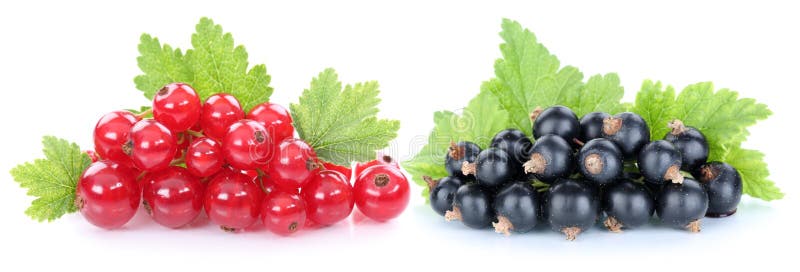 Red and black currant currants berries fruits fruit isolated