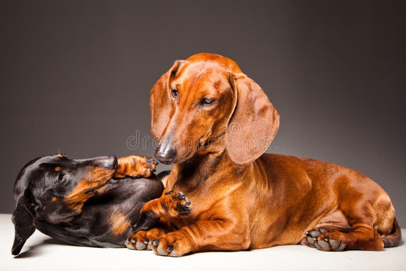 Red and black Dachshund Dogs playing on gray