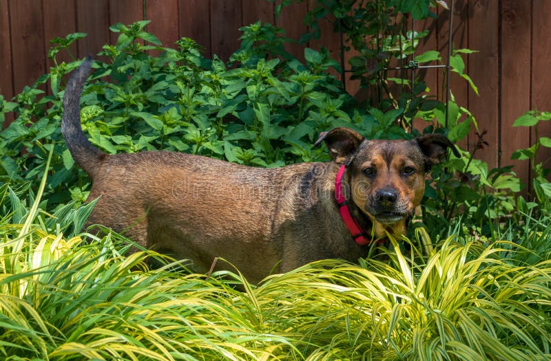 1,604 Dog Eating Plant Stock Photos Free & RoyaltyFree Stock Photos