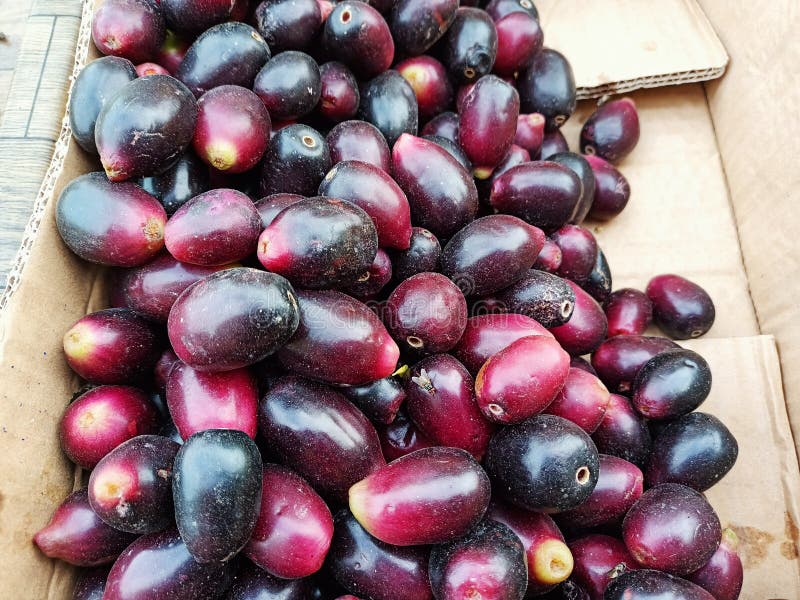 Red and black java plum stock images