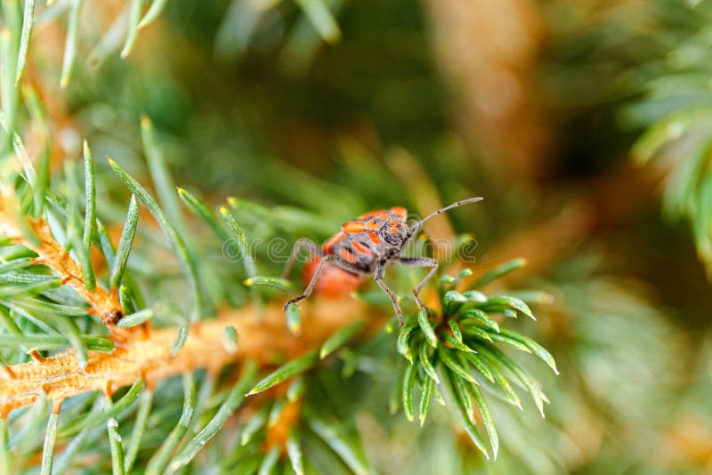 Red and Black Squash Bug in the Tree on a Balcony, Corizus Hyoscyami