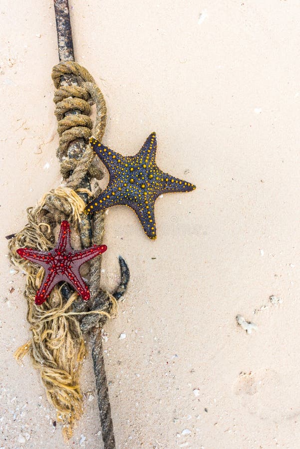 Red and Black Starfish with Knot and Anchor on a Shore Stock Image