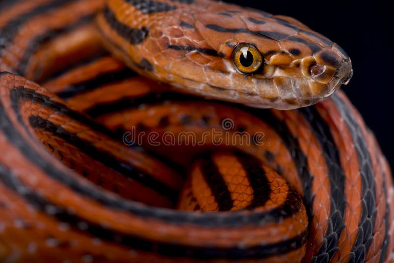 Bothropthalmus Lineatus Stock Photos - Free & Royalty-Free Stock Photos