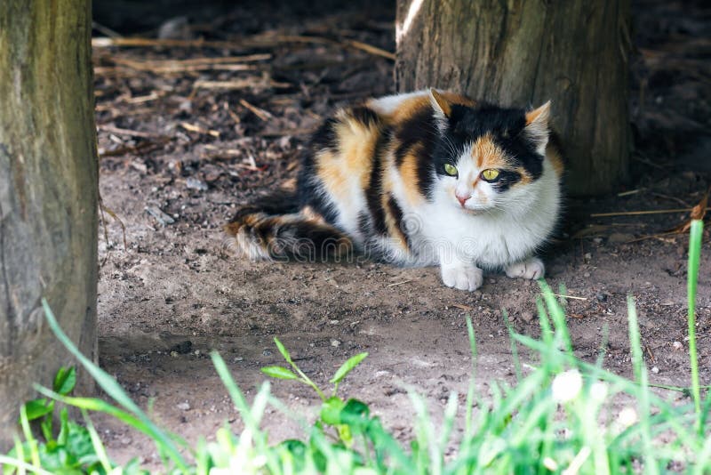 Red, black and white cat in a countryside. A tricolor cat sitting on the ground. Calico lady cat with yellow eyes.