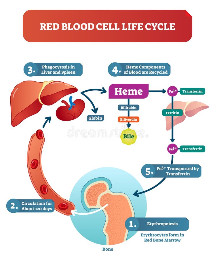 Collection 32+ Background Images journey of a red blood cell diagram Completed Collection 32+ Background Images journey of a red blood cell diagram Completed