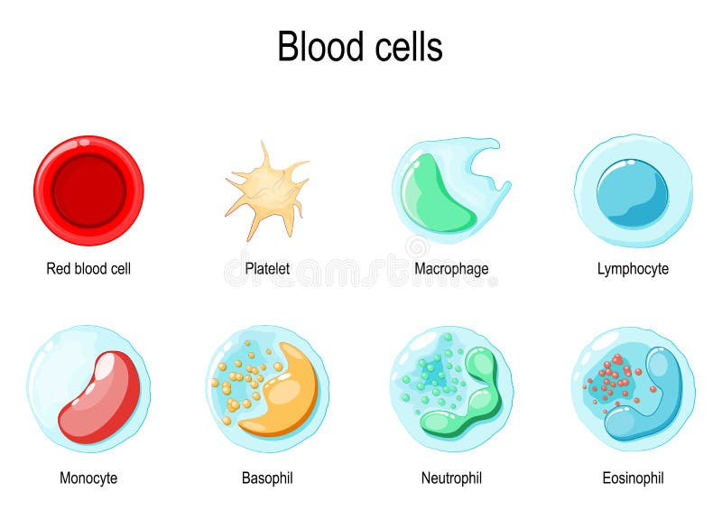 Red Blood Cell and White Blood Cells Stock Vector Biology Diagrams