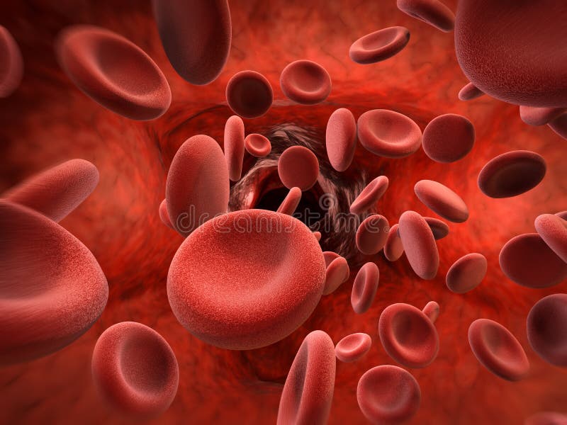 Red blood cells in vein