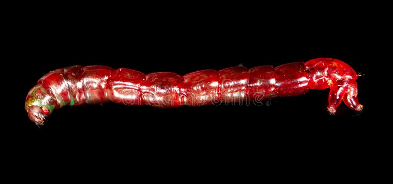 download bloodworms for sale download bloodworms for sale