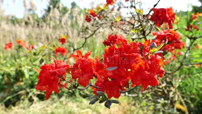 Red blooming rhododendron in the garden.Azaleas and rhododendrons in spring. Beautiful blooming spring trees and bushes