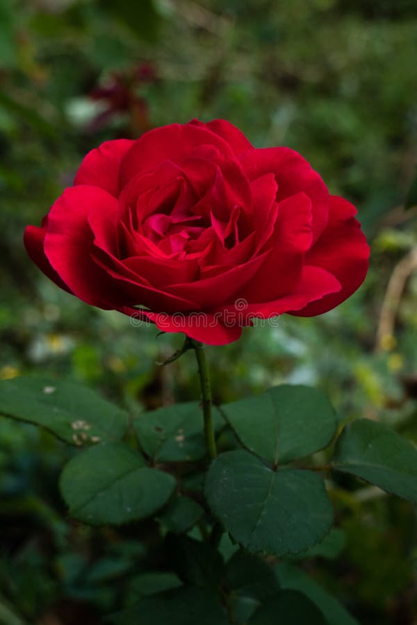 Red Blooming Rose on the Stem with Thorns. Stock Photo - Image of ...