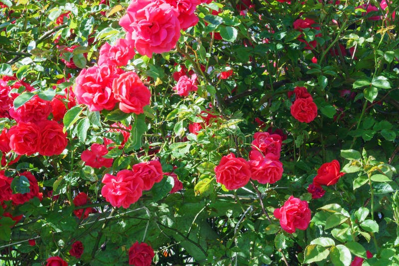 Red Blooming Roses on the Bush, Red Rose Bush Stock Photo Image of