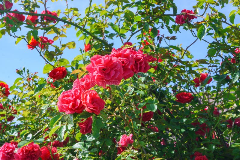 Red Blooming Roses on the Bush, Red Rose Bush Stock Photo Image of love, head 193120228