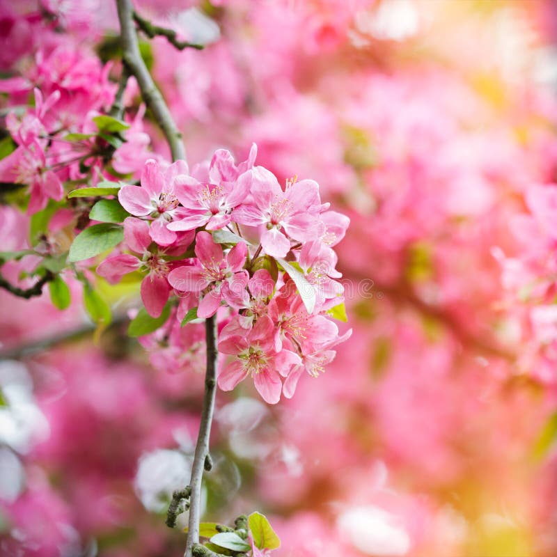 Red Blossom Tree Blooming in Spring Stock Photo Image of april