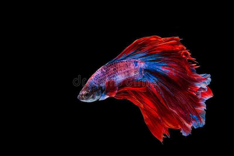 Red and blue betta fish stock image. Image of color - 145228637 Red and blue betta fish stock image. Image of color - 145228637