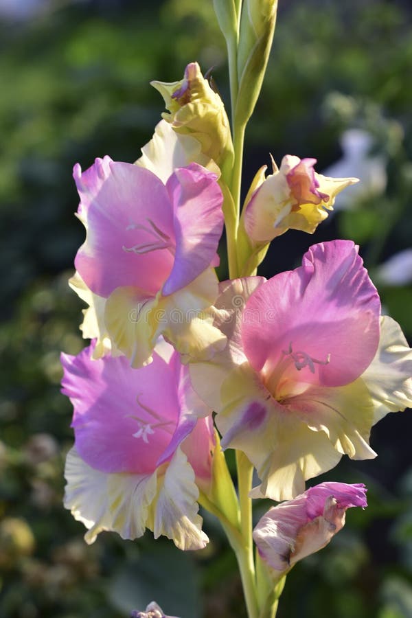 Red and Blue Lily Flowers on a Bush in the Garden Stock Photo Image of bloom, blurred 195017696