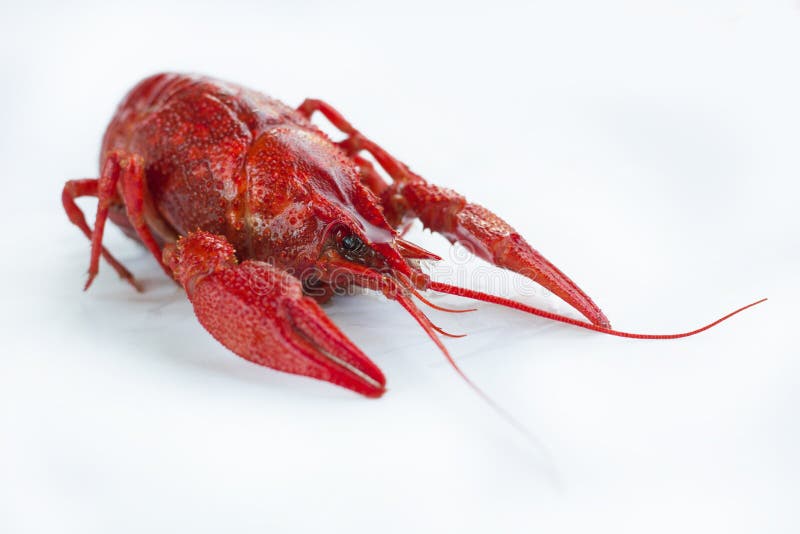 Red boiled crayfish with claws isolated on white background