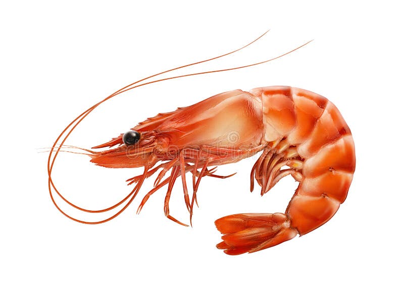 Red boiled prawn or tiger shrimp isolated on white background as package design element